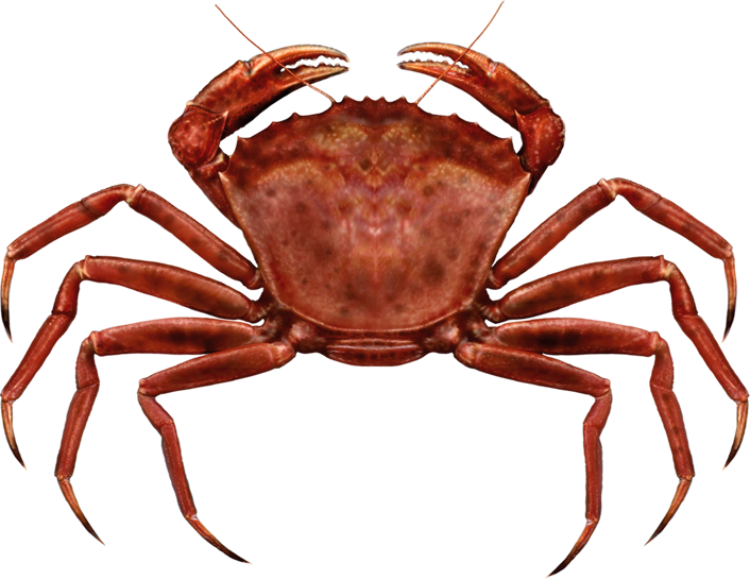 Deep Sea Crab