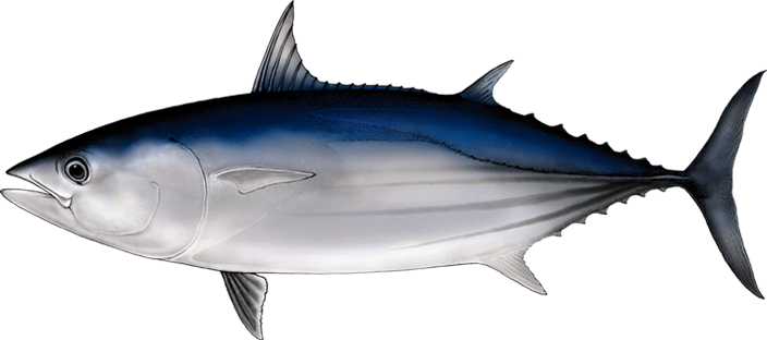 Skipjack tuna