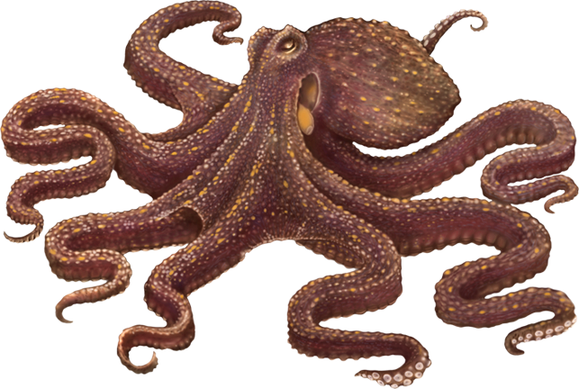 Octopus