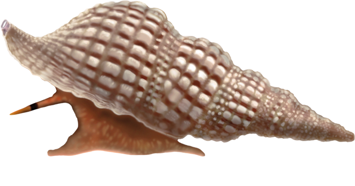 Whelk